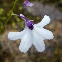 Utricularia moniliformis P.Taylor